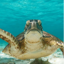 seaturtleloverworld avatar