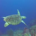 seaturtlesarethebeesoftheocean avatar