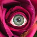 secludedheart avatar