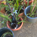 secondhand-witch avatar