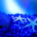 secondstarfish avatar