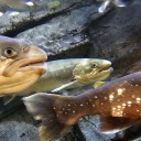 secret-samanos avatar