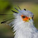 secretary-bird-offical avatar