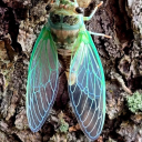 secretbugworld avatar