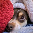 secretcurtain avatar