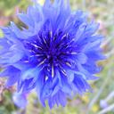 secreticecream avatar