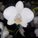 secretiveforests avatar