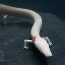 secretly-an-olm avatar