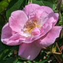 secretly-sapphic-and-sad avatar