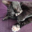 secretly-wishing avatar