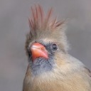 secretlyabird avatar