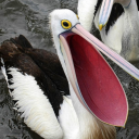 secretlyaplant avatar