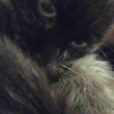 secretlyblaringintrovert avatar