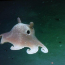 secretlyfaeduh avatar