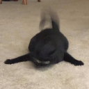 secretlyurdad avatar