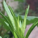 secretnotebook avatar