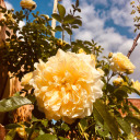 secrets-n-dreams avatar