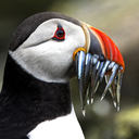 secretsandfallenghosts avatar