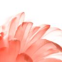 secretsmutcorner avatar