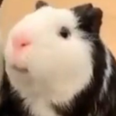 secretsocietie avatar