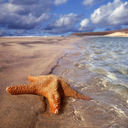 secretstarfishwhisper avatar