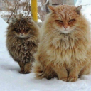 secretsuitshark avatar