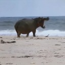 secretswansong avatar