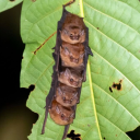 secretvampirefreak avatar