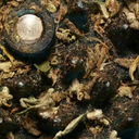 seculaseculorum avatar