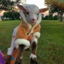 secundee-reci avatar