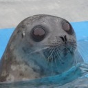 sedimentarygal avatar