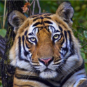 seductionmarie avatar