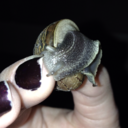 seductivesnail avatar