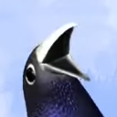 seductivewhalesharks avatar