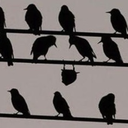 see-me-scrolling avatar