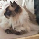 seeker-of-the-skies avatar