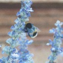 seekerwitch166 avatar