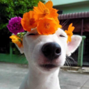 seekingdanger avatar