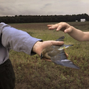 seemingfulness avatar