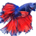 seen-betta-days avatar