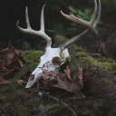 seerofthewoods avatar