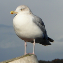 seeseagulls avatar