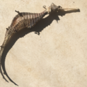 seeufossecego avatar