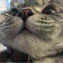 sefkatlipsikopat avatar