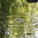 seideneulchen avatar