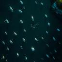 seika-no-kami avatar