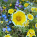 seismic-seiche avatar