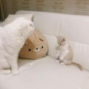 sejanus-plinth avatar