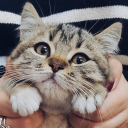 sekersevenvampir avatar