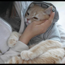 seksinsentonu avatar